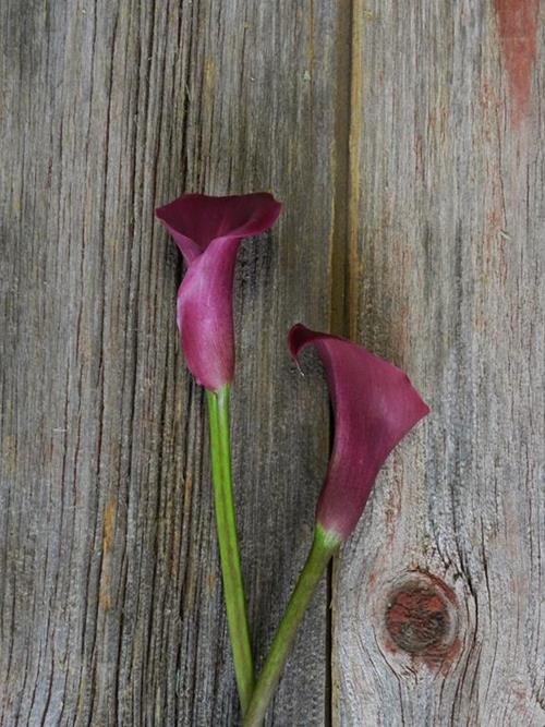  BURGUNDY MINI CALLAS